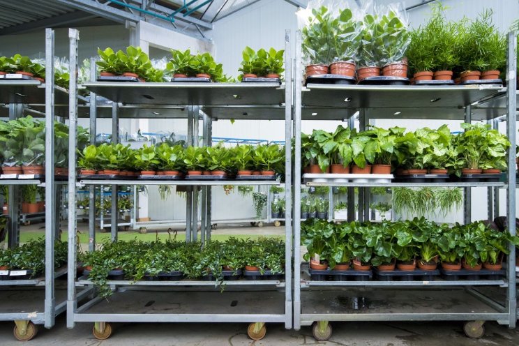 Experience the Difference (a must read) - HouseplantExperience.com