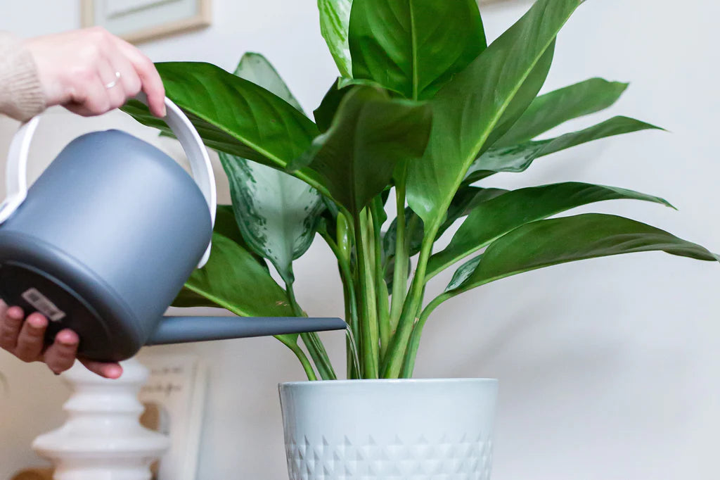 3 Houseplant Care Tips for Winter - HouseplantExperience.com