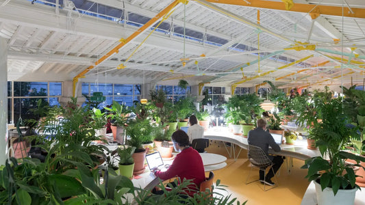 Greening-Your-Workspace HouseplantExperience.com