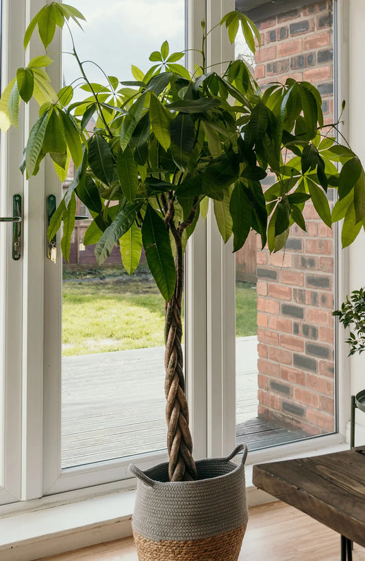 Forest Jr.,The Most Beautiful Tree for Indoors HouseplantExperience.com
