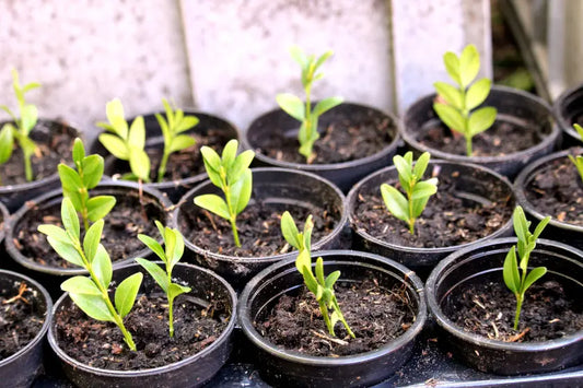Unlocking-the-Green-Thumb HouseplantExperience.com