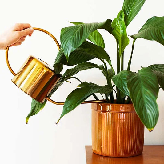 How your plants survive your vacation or absence HouseplantExperience.com