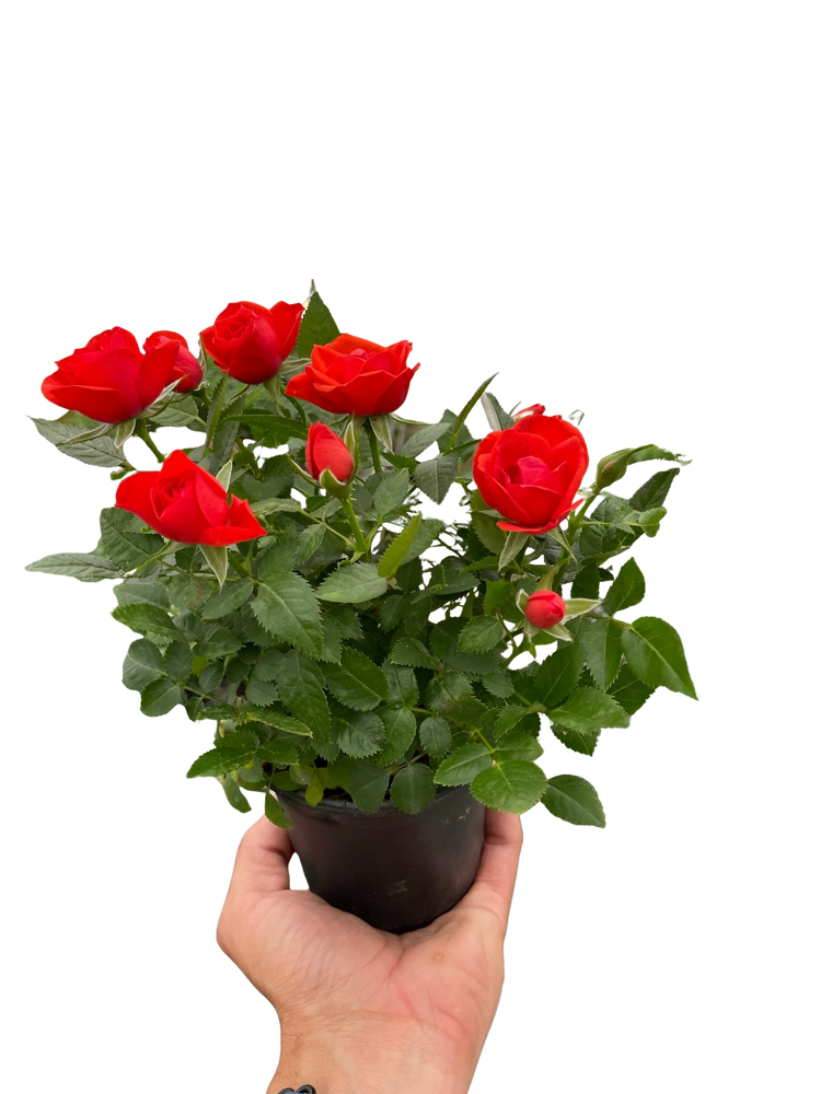 Valentine's Day Collection