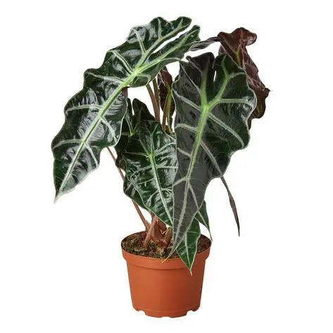 Cool-Plants HouseplantExperience.com