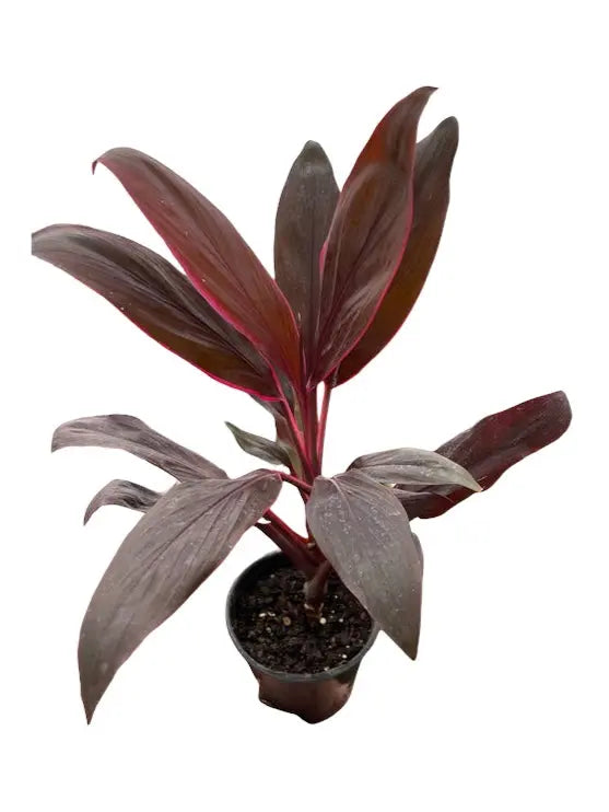 Cordyline HouseplantExperience.com