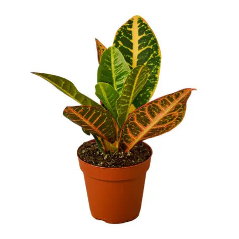 Croton HouseplantExperience.com