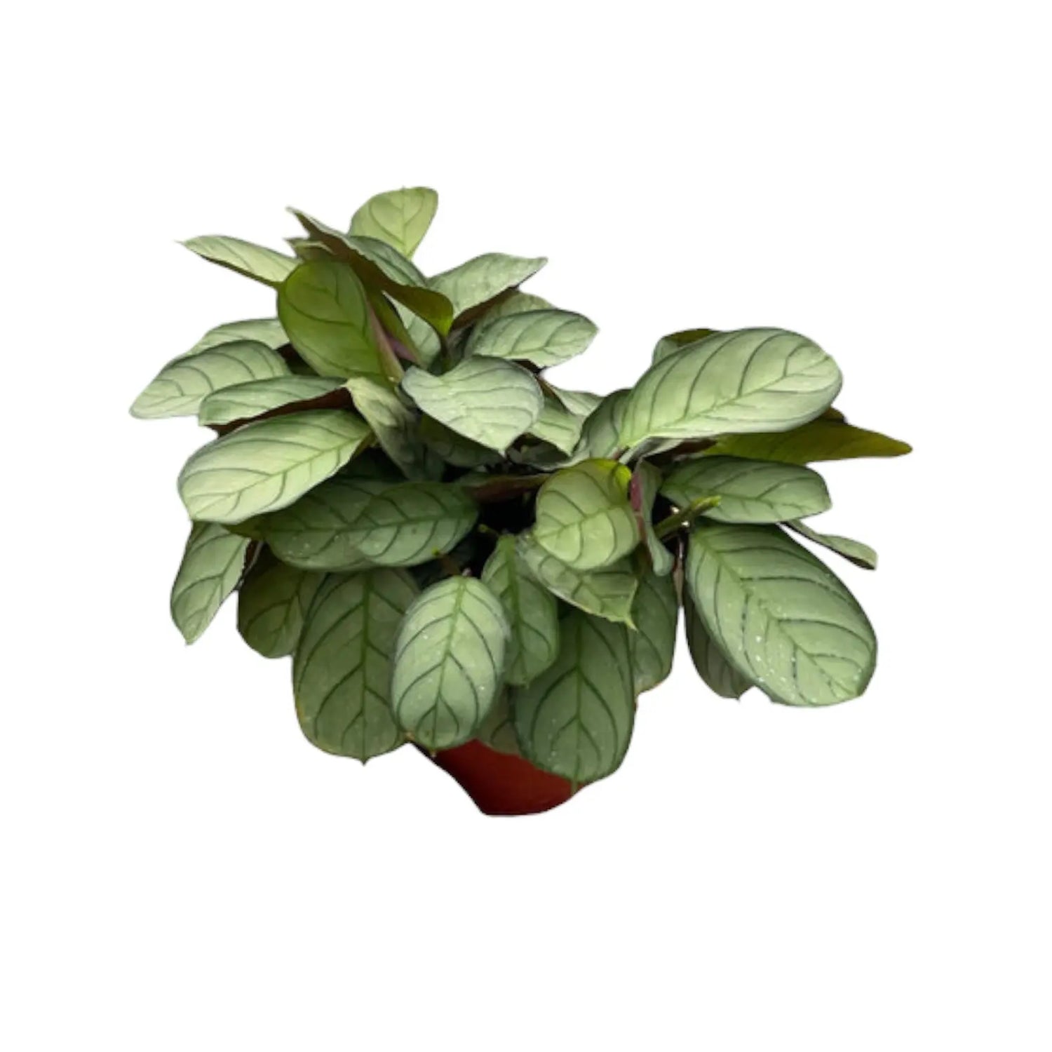 Ctenanthe HouseplantExperience.com
