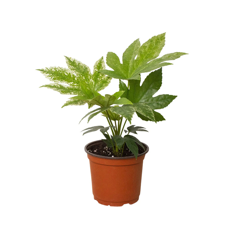Fatsia HouseplantExperience.com