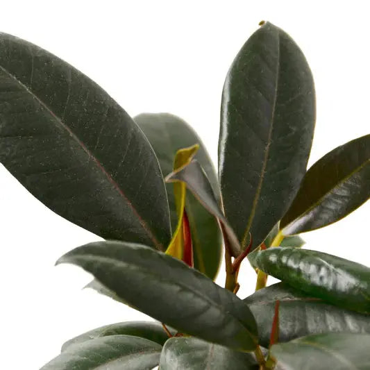 Ficus HouseplantExperience.com