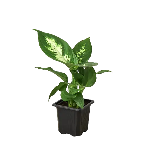 Giveaway Promo Collection HouseplantExperience.com