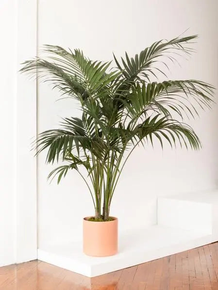 * Very Large Plants (10" Pots) HouseplantExperience.com