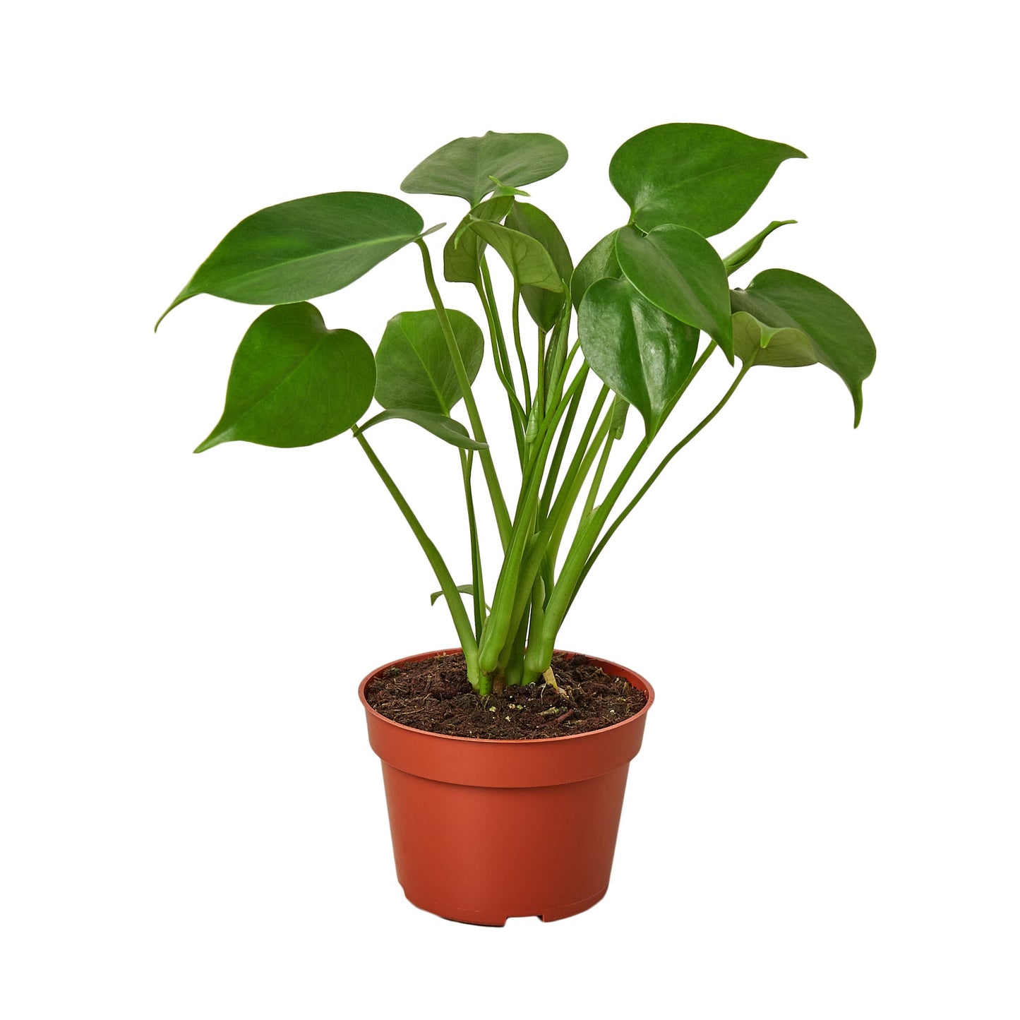Starter Pack - New Plant Parent Bundle