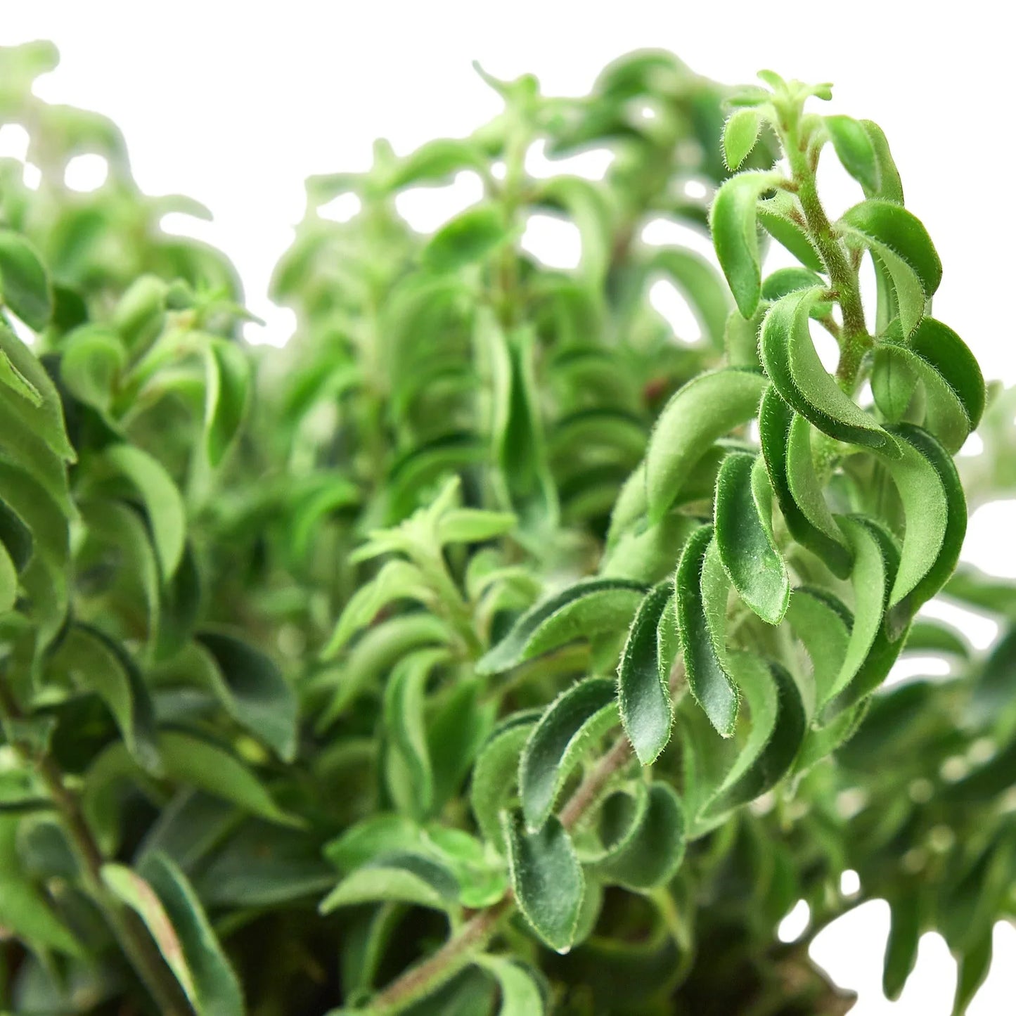 Lipstick Plant - Curly