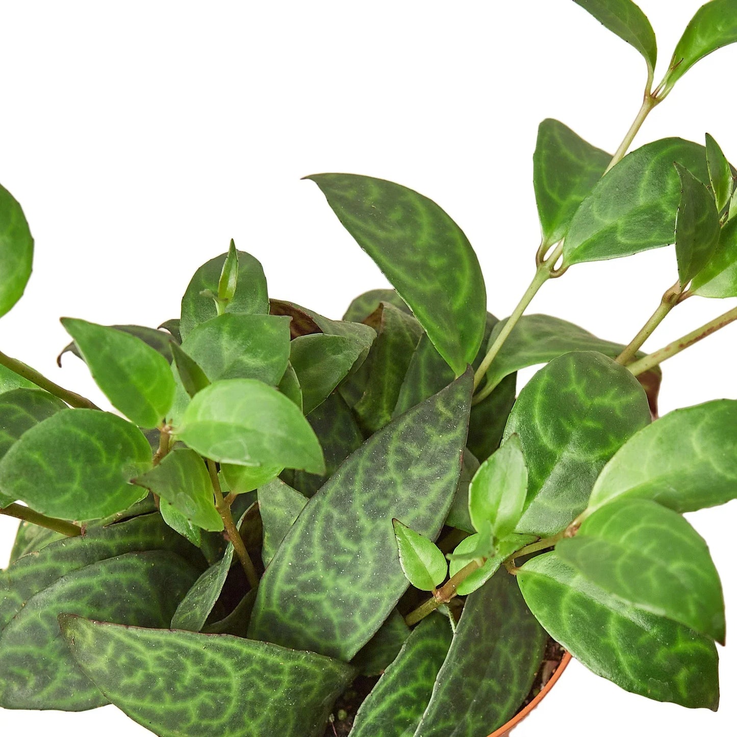 Lipstick Plant - Black Pagoda