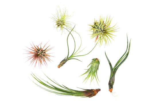7 Piece Air Plant Variety Pack - Tillandsias
