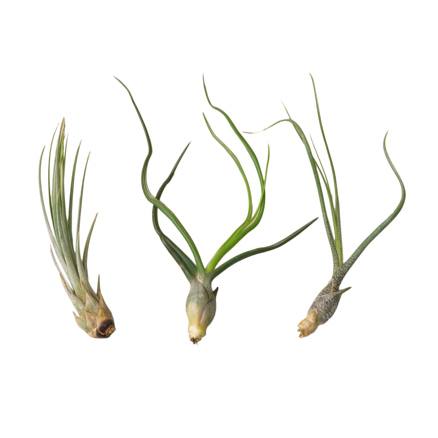 Monthly Air Plant Subscription Box