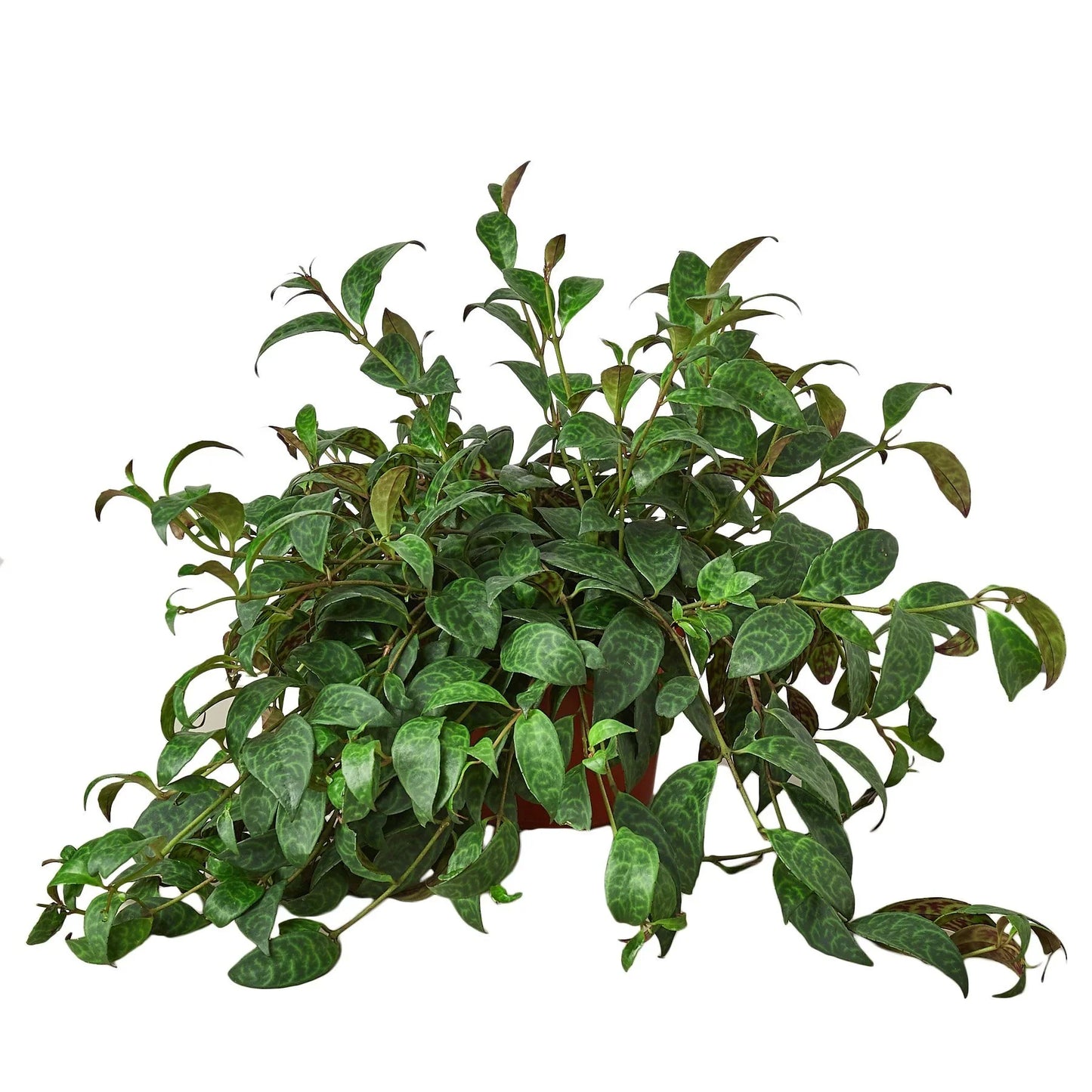 Lipstick Plant - Black Pagoda