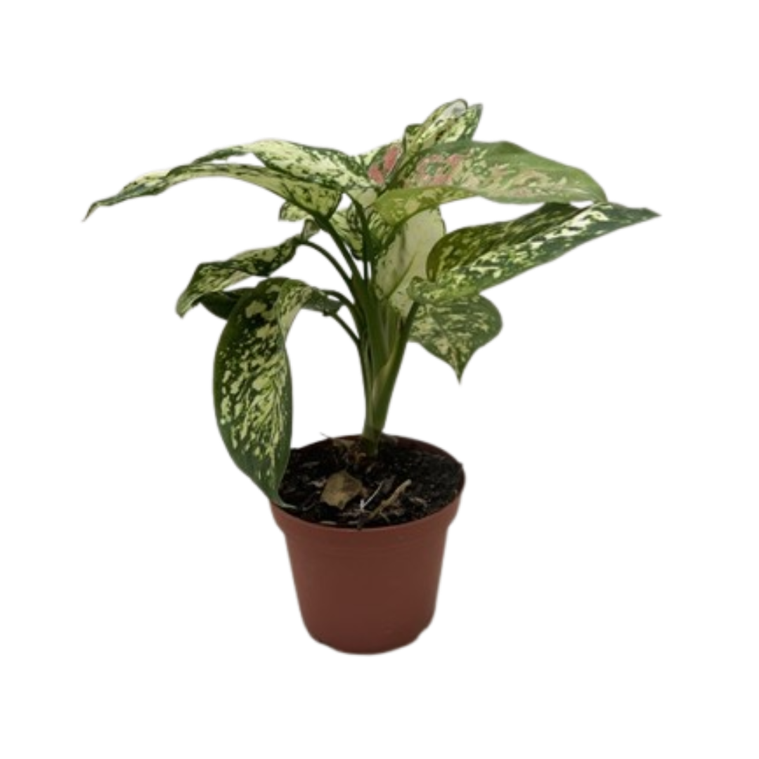 Chinese Evergreen 'Wishes'