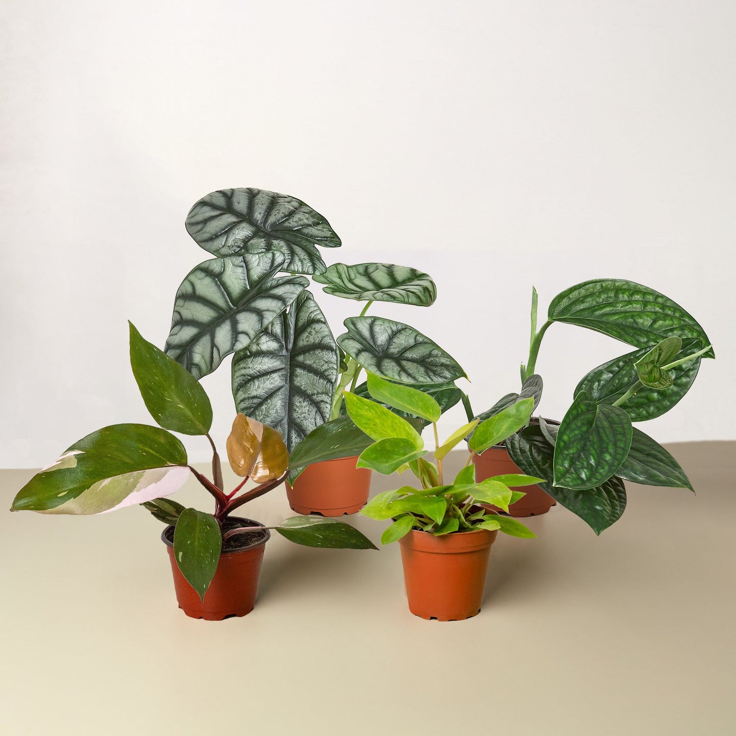 Speciality Rare House Plant Bundle
