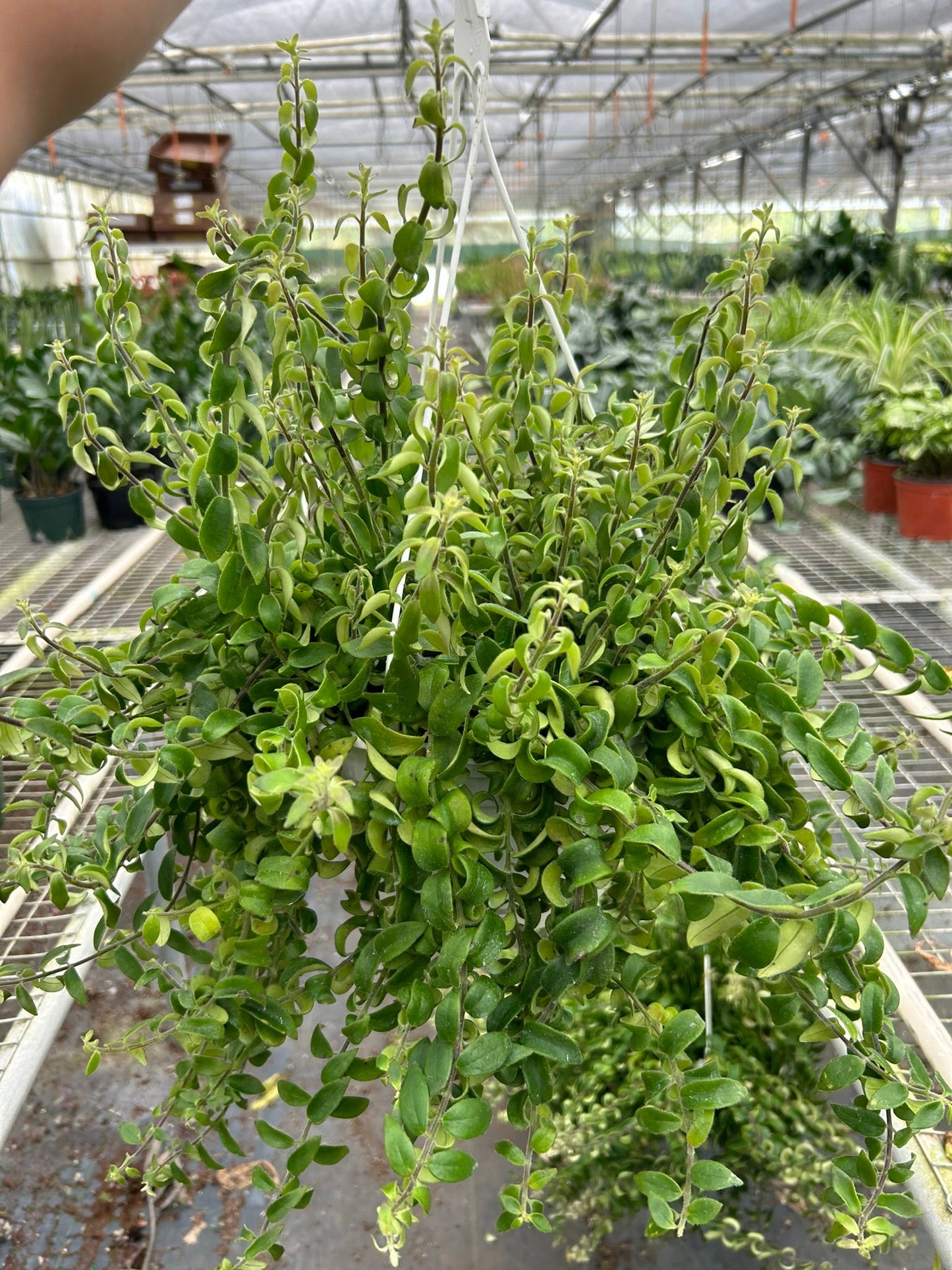 Lipstick Plant - Curly