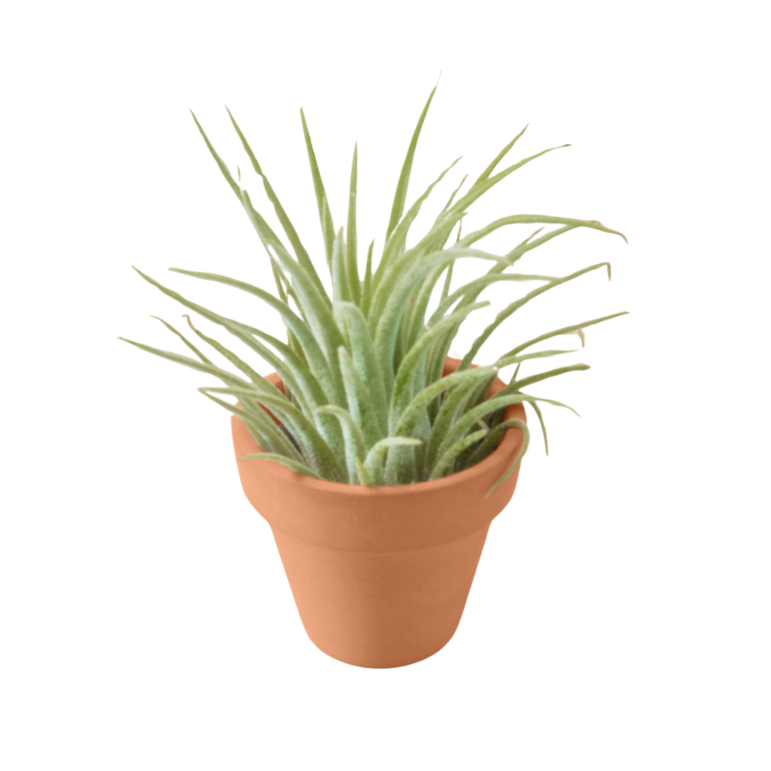 Tillandsia Air Plant Variety Pack w/ Spray Bottle