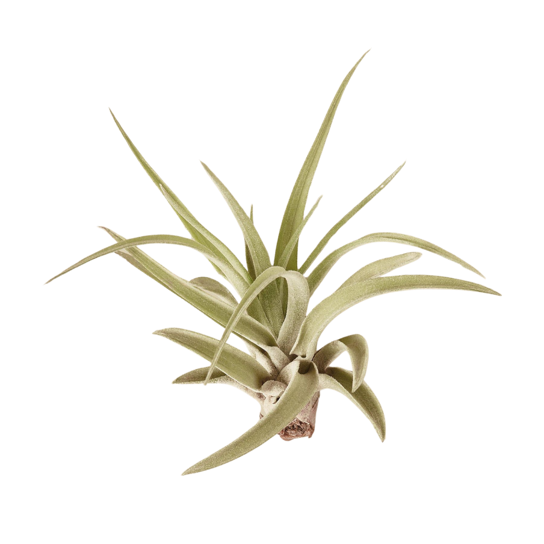 Air Purifying 4 Plant Combo