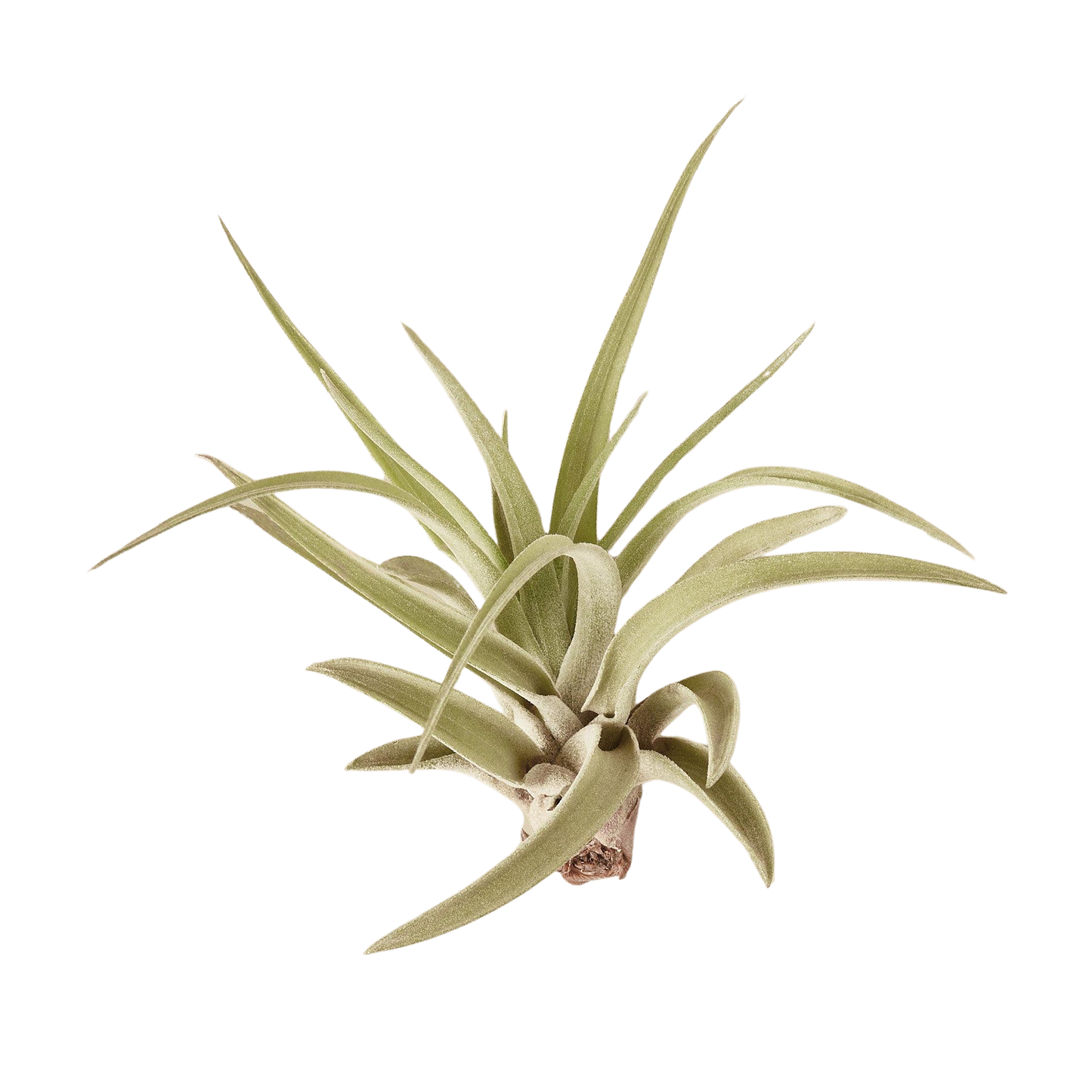 Tillandsia Air Plant Variety Pack w/ Spray Bottle