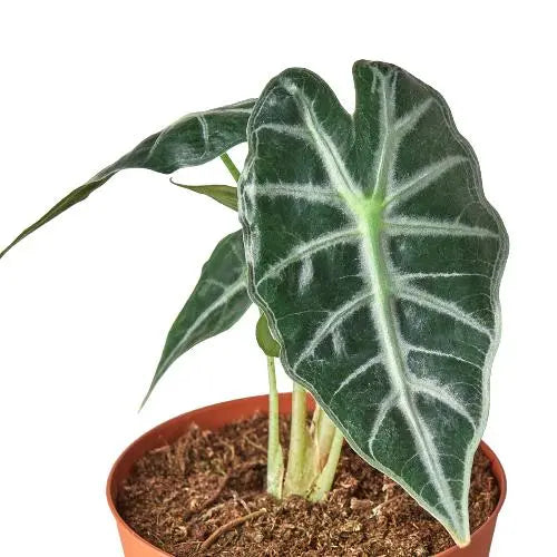 Alocasia Amazonica Bambino HouseplantExperience.com