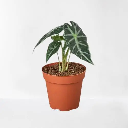 Alocasia Amazonica Bambino HouseplantExperience.com