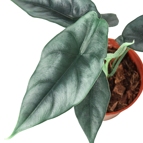 Alocasia Amazonica 'Reversa' HouseplantExperience.com