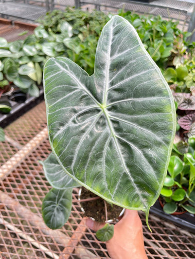 Alocasia Ivory Coast HouseplantExperience.com
