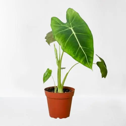 Alocasia Micholitziana 'Frydek' HouseplantExperience.com