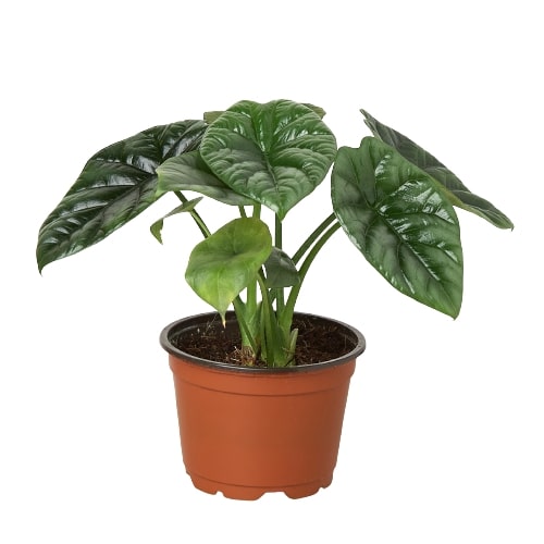 Alocasia Mirror Face HouseplantExperience.com