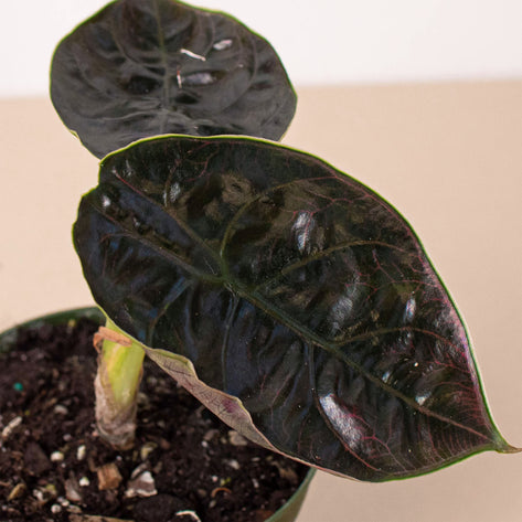 Alocasia Red Mambo HouseplantExperience.com