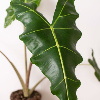 Alocasia Sarian HouseplantExperience.com