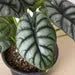 Alocasia Silver Dragon **VERY RARE** HouseplantExperience.com