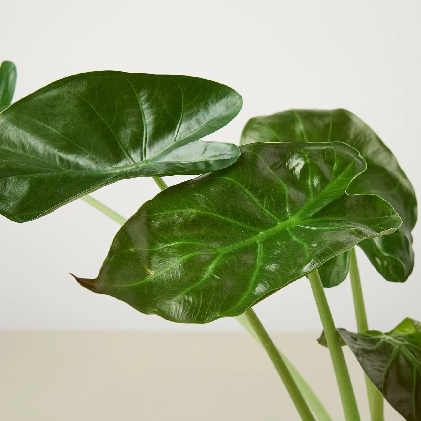Alocasia Wentii **Very Rare** HouseplantExperience.com