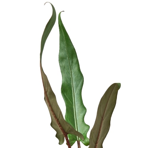 Alocasia 'Purple Sword' HouseplantExperience.com