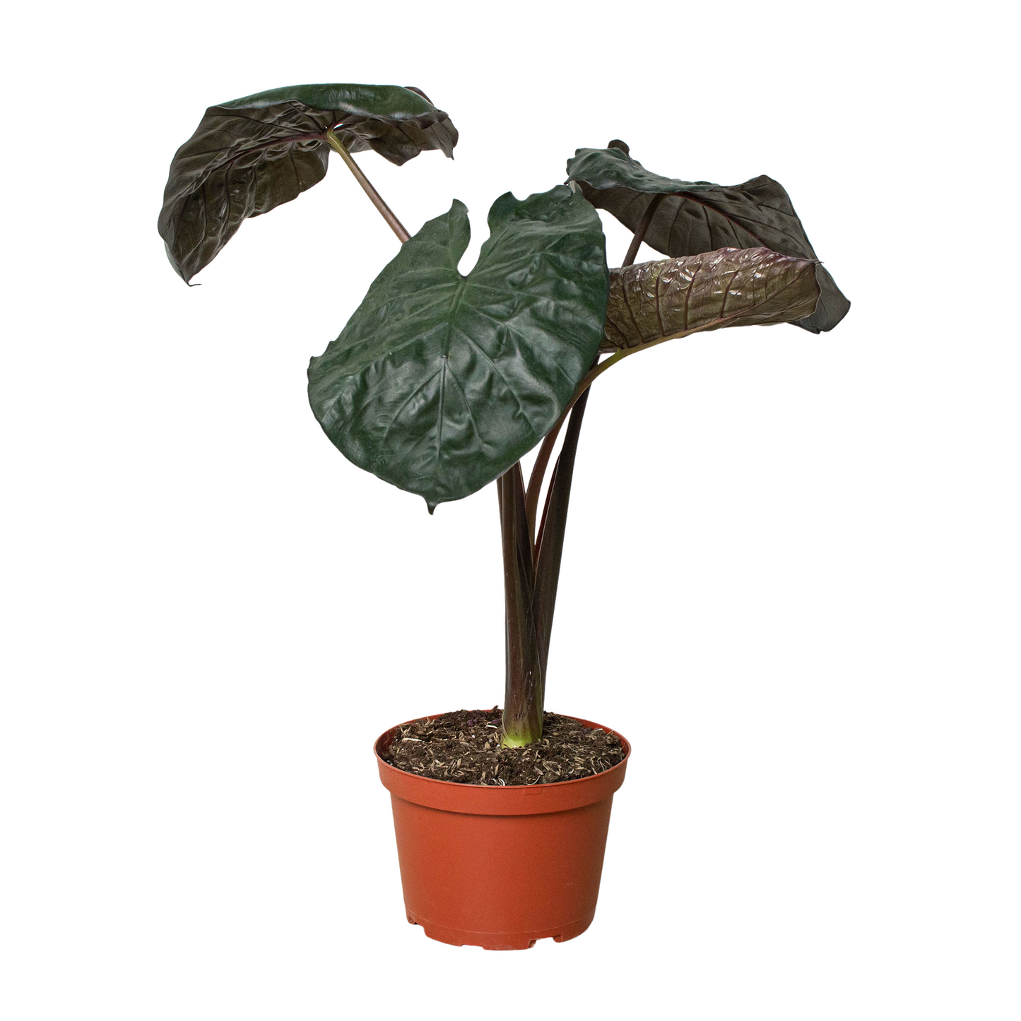 Alocasia 'Serendipity' HouseplantExperience.com