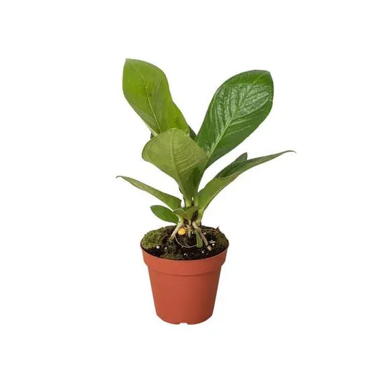 Anthurium Cobra HouseplantExperience.com