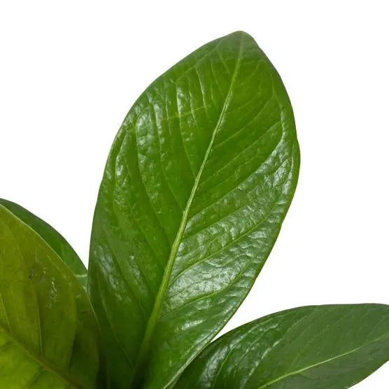 Anthurium Cobra HouseplantExperience.com