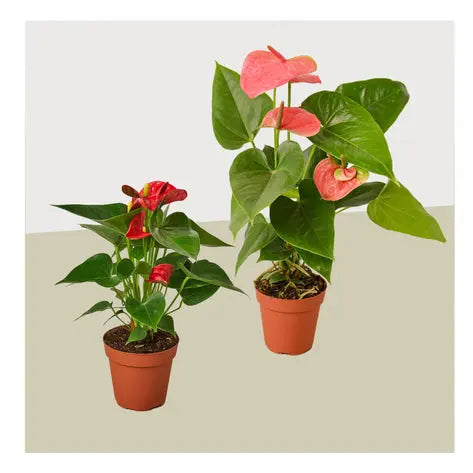 Anthurium Combo  (2 plants or 3 Plants) HouseplantExperience.com