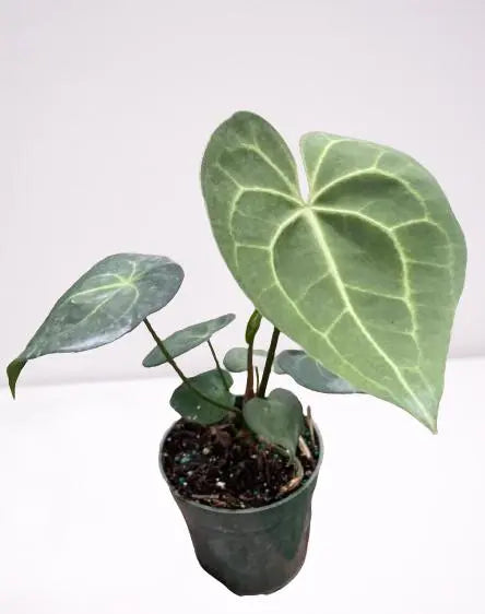 Anthurium Pterodactyl HouseplantExperience.com