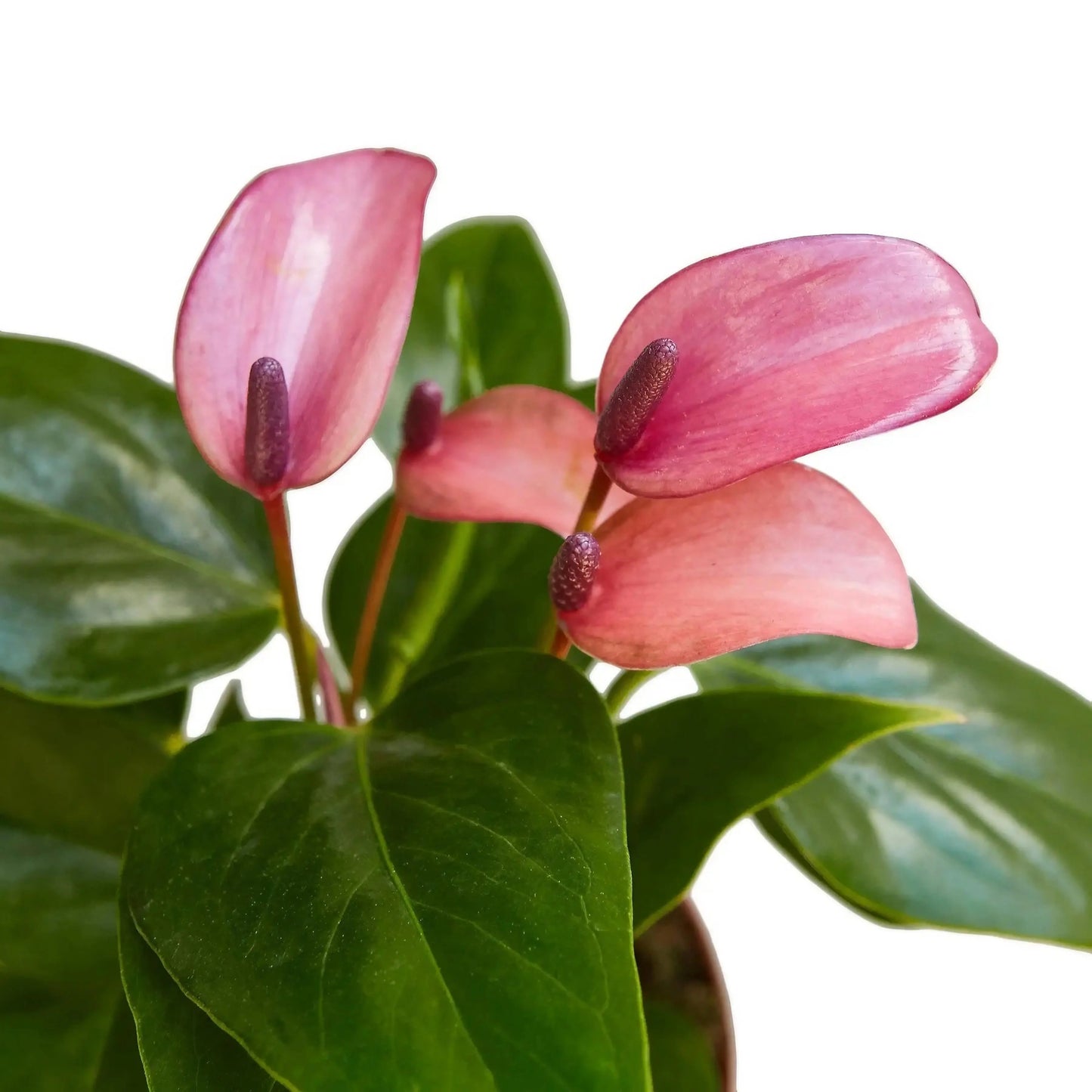 Anthurium Purple HouseplantExperience.com