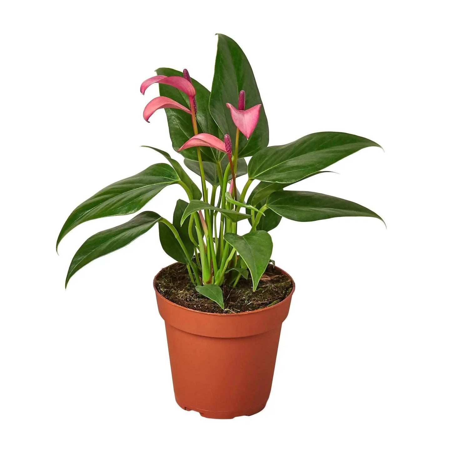 Anthurium Purple HouseplantExperience.com