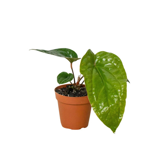 Anthurium Radicans x Luxurians HouseplantExperience.com