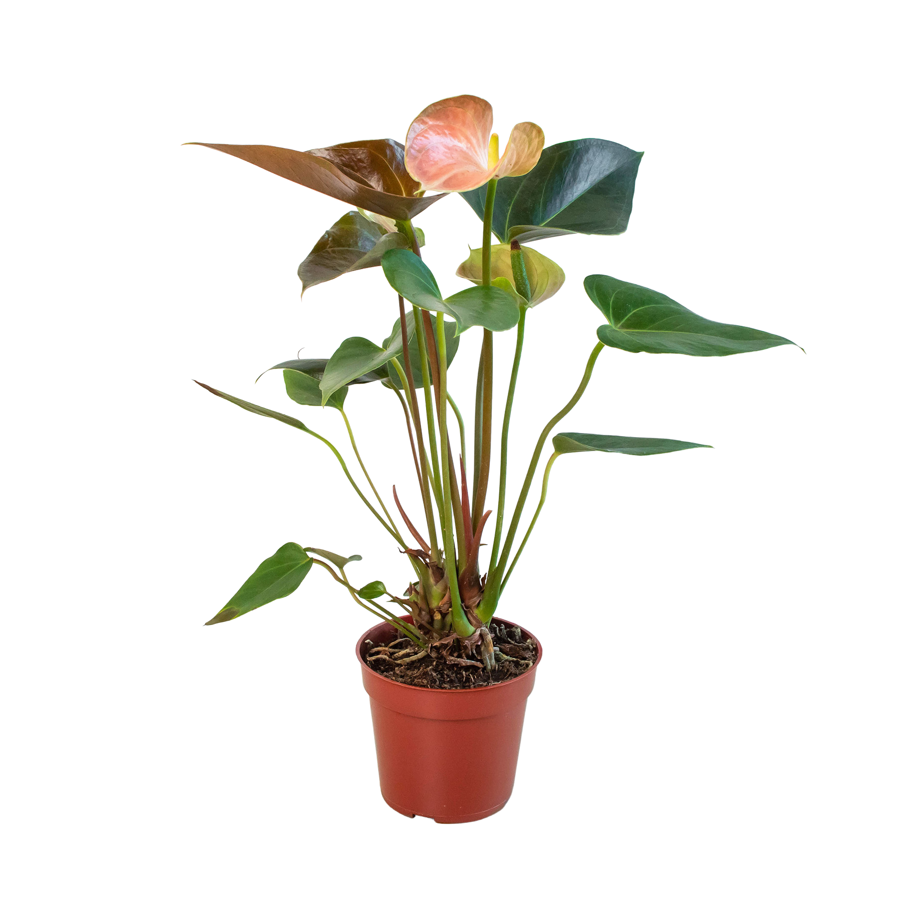 Anthurium Rainbow Champion HouseplantExperience.com