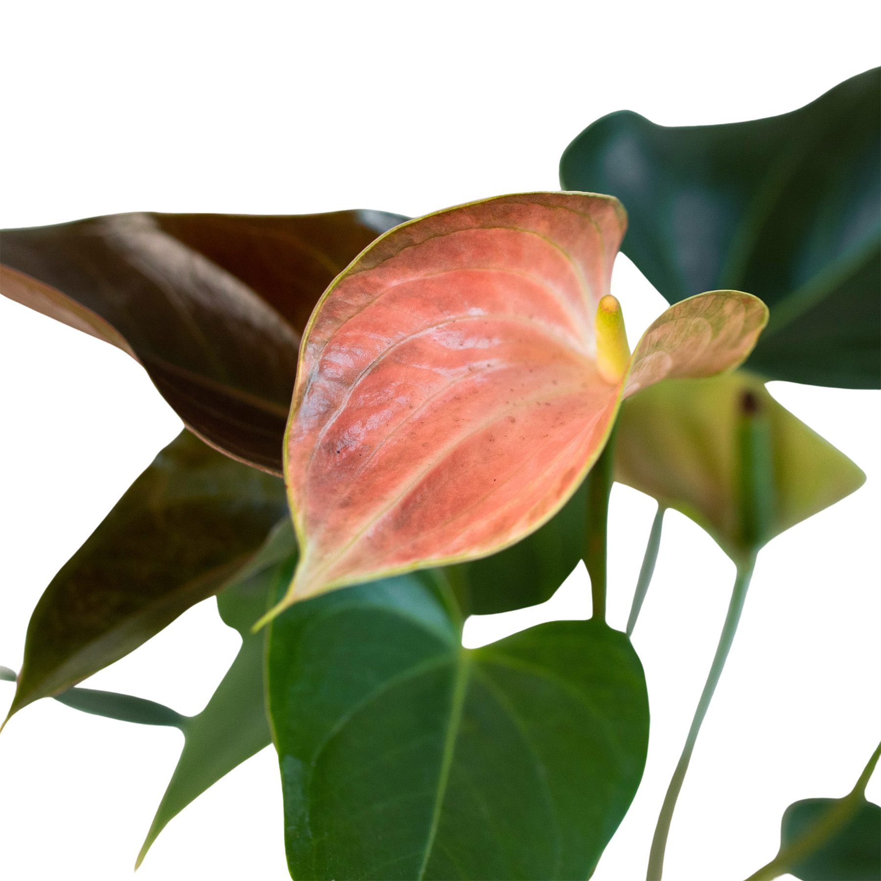Anthurium Rainbow Champion HouseplantExperience.com