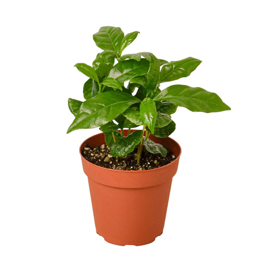 Arabica Coffee Plant HouseplantExperience.com