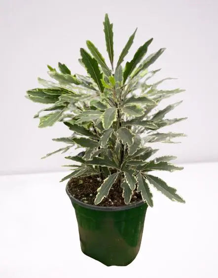 Aralia Bianca HouseplantExperience.com